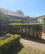 Taxus hagen van 60 cm en 120 cm, Ophalen, Gebruikt
