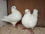 King duiven....pst €10, Dieren en Toebehoren, Vogels | Duiven