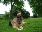 Hondenpension, Dieren en Toebehoren, Hondenhokken, Ophalen of Verzenden, Gebruikt, Hondenkennel