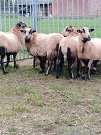 Kameroen schapen ( ooien ), Dieren en Toebehoren, Schapen, Geiten en Varkens