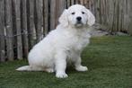 Magnifiques chiot Golden Retriever avec pedigree, Animaux & Accessoires, Chiens | Retrievers, Épagneuls & Chiens d'eau, Golden retriever