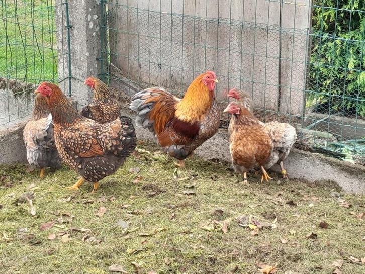 Wyandotte krielkippen, Dieren en Toebehoren, Pluimvee, Kip, Meerdere dieren