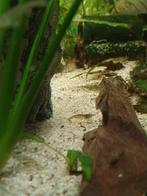 Vele wild kleur garnalen per 10 stuks, Dieren en Toebehoren