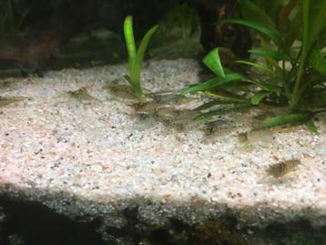 Neocaridina garnalen, Dieren en Toebehoren