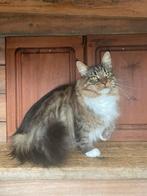 Maine coon, Dieren en Toebehoren, Poes, Gechipt, 0 tot 2 jaar