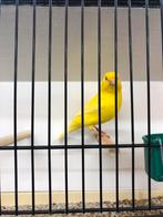 Kanaries Geel, Dieren en Toebehoren, Vogels | Kanaries, Meerdere dieren, Kleurkanarie