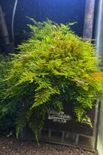 Spickey moss, Enlèvement