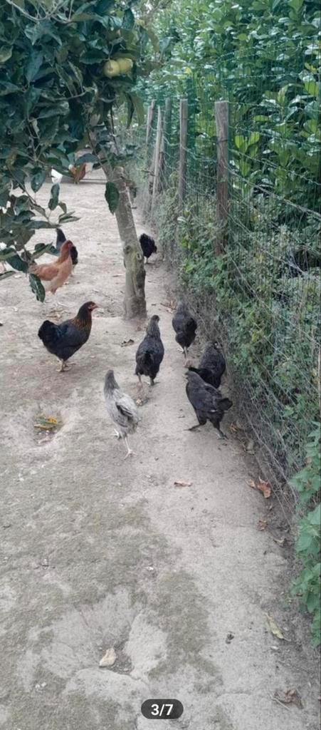 Diverse raskippen en hanen, Dieren en Toebehoren, Pluimvee