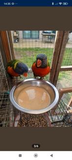 Koppel Lori van de blauwe bergen, Dieren en Toebehoren, Vogels | Parkieten en Papegaaien