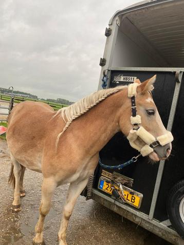 3 jarige Haflinger ruin  disponible aux enchères