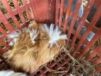 Langharige cavia’s, Dieren en Toebehoren, Knaagdieren, Cavia