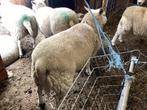 Schapen, Dieren en Toebehoren, Mannelijk, Schaap, 0 tot 2 jaar