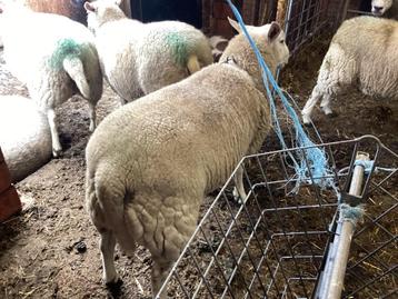Schapen  beschikbaar voor biedingen