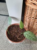 Epipremnum cebu blue, Huis en Inrichting, Kamerplanten, Ophalen, Overige soorten, Halfschaduw, In pot