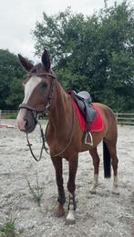 Te koop, Dieren en Toebehoren, Paarden en Pony's | Zadels, Ophalen of Verzenden, Gebruikt, Springen