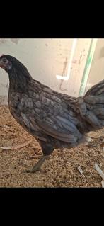 Silver udds hen (nen), Dieren en Toebehoren, Pluimvee