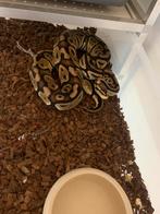Python regius / pastel het clown 0.1 reproductrice, Dieren en Toebehoren, Reptielen en Amfibieën