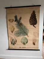 Oude schoolkaart uit parijs - deyrolle, Ophalen of Verzenden, Gebruikt