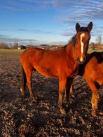 3 jarige Foncetti merrie  te koop, Dieren en Toebehoren, Merrie, Met stamboom, Springpaard, 3 tot 6 jaar