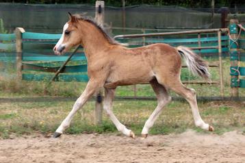 Welsh A jaarlingen & veulens, Poney de récréation, Plusieurs animaux, Poney A (jusqu'à 1.17 m), Vermifugé