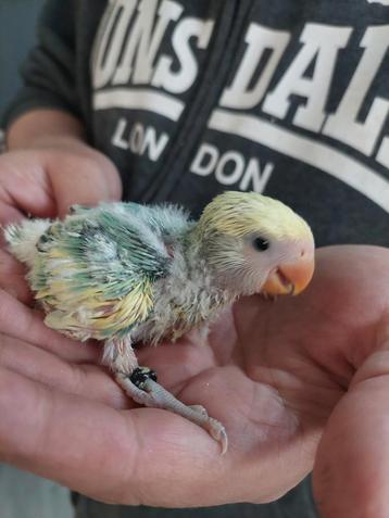 Roseicollie baby, Dieren en Toebehoren, Tam