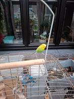 Vogelkooi met 2grasparkieten