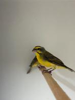 Mozambique sijsjes, Dieren en Toebehoren, Vogels | Overige Vogels