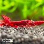 Bloody Mary Garnalen – Neocaridina, Kreeft, Krab of Garnaal, Zoetwatervis, Schoolvis