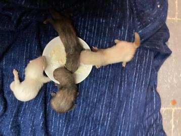 Micro fretjes, Dieren en Toebehoren