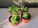 Echeveria vetplantjes, Maison & Meubles, Plantes d'intérieur, Enlèvement, Plante succulente