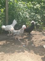 Hollandse kuifhoenen, Dieren en Toebehoren