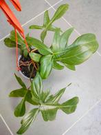 Philodendron Florida Green, Enlèvement