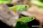Kubotai Neon Green Rasbora Belgische Nakweek, Dieren en Toebehoren, Vissen | Aquariumvissen, Vis, Zoetwatervis, Schoolvis