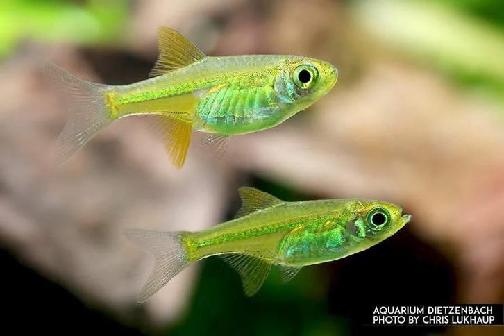 Kubotai Neon Green Rasbora Belgische Nakweek, Dieren en Toebehoren, Vissen | Aquariumvissen, Zoetwatervis, Vis, Schoolvis