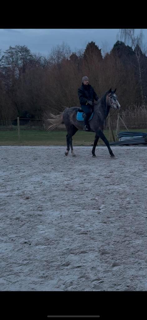 4 jarige merrie van Cumano Alpha, Dieren en Toebehoren, Paarden, Merrie, Zadelmak