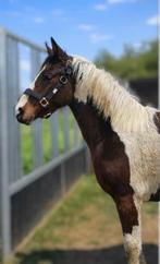 Bonte jaarling merrie, Avec pedigree, 160 à 165 cm, Ne s'applique pas, 0 à 2 ans