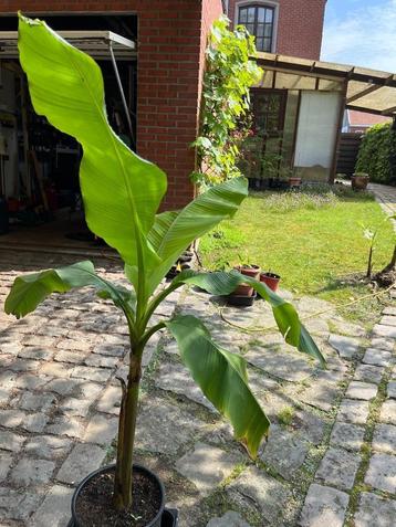 Bananenboom of Musa - +- 150 cm