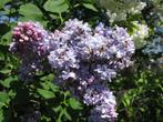 Petits plants de lilas - différentes couleurs - liquidation, Ophalen, Overige soorten, Struik, 250 cm of meer