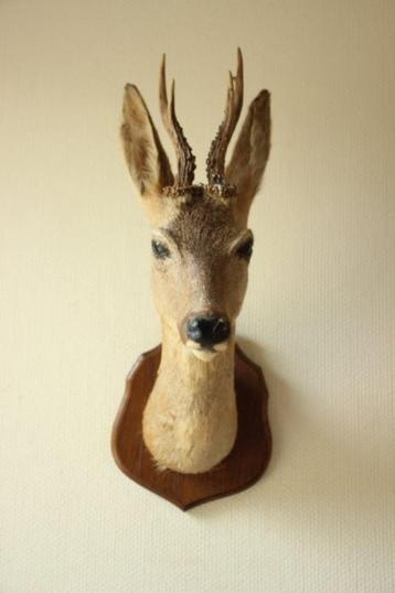 Taxidermie Opgezette Reeënkop met gewei beschikbaar voor biedingen