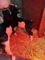 3 bonte fles lammetjes met stamboek, Dieren en Toebehoren, Schapen, Geiten en Varkens, Mannelijk, Geit, 0 tot 2 jaar