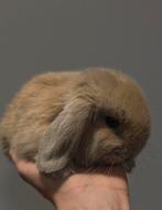 minilop, Dieren en Toebehoren, Konijnen