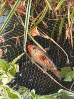 Koi taisho sanke 50 cm