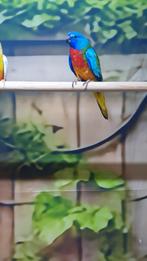 Koppel splendid parkieten, Dieren en Toebehoren, Vogels | Parkieten en Papegaaien