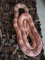 Terrarium avec tout, Serpent