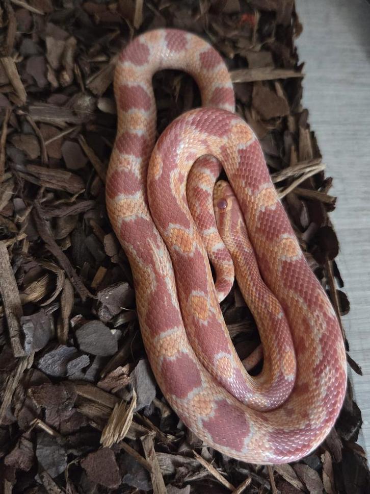 Terrarium avec tout, Animaux & Accessoires, Reptiles & Amphibiens, Serpent