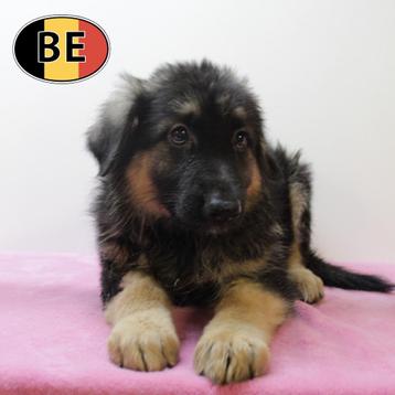 Duitse Herder (Kort & Langhaar) - Belgisch pups te koop beschikbaar voor biedingen