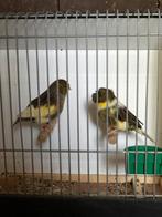 Koppel gloster, Dieren en Toebehoren, Vogels | Kanaries
