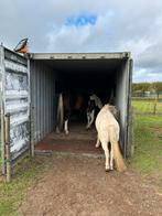 Paardenstal 20ft container., Stalling, 2 of 3 paarden of pony's