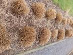 Pennisetum siergras, Tuin en Terras, Ophalen, Vaste plant, Siergrassen