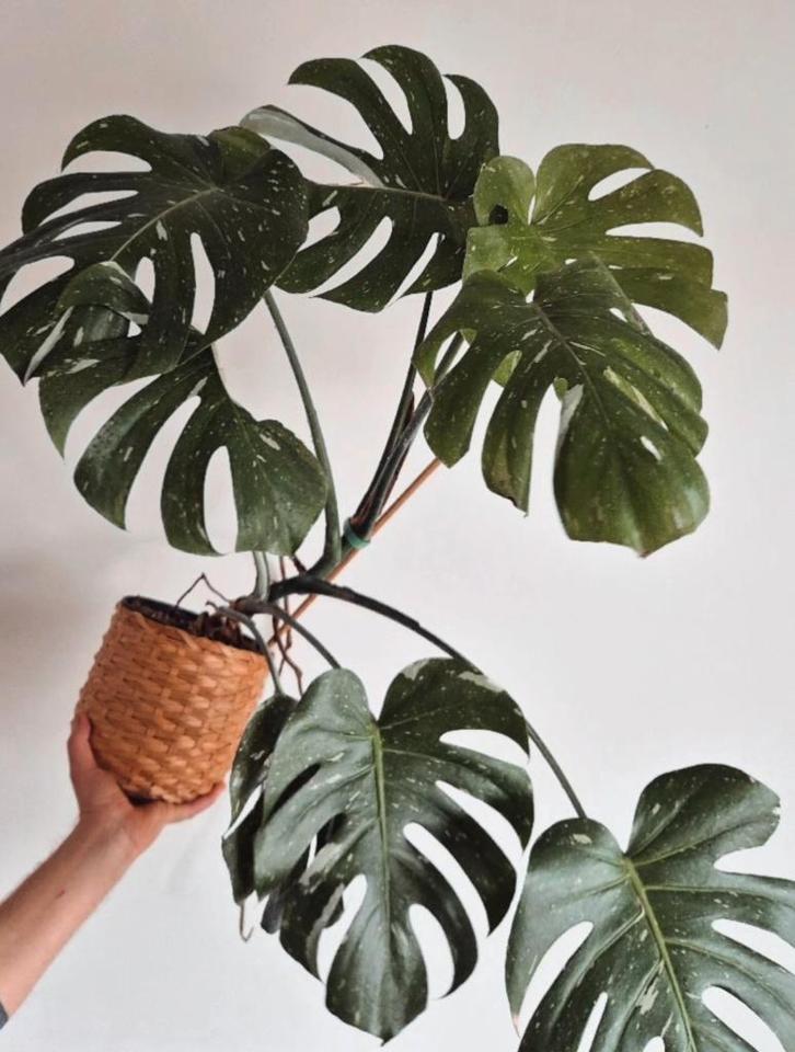 Monstera Variegata Thai Constellation, Huis en Inrichting, Kamerplanten, Ophalen
